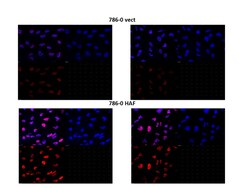 MilliporeSigma HAF/SART1, Mouse, Unlabeled, Clone: 1-2, 100&mu;L; Unlabeled:Antibodies,